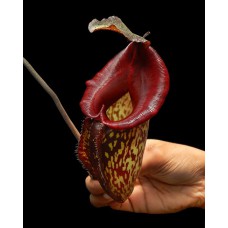 maxima x talangensis "Lady Pauline" BE-3298