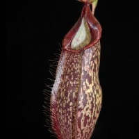 (aristolochioides x spectabilis) x hamata BE-4574