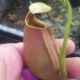 Nepenthes Lowland