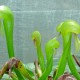 Darlingtonia (Cobra Lily)