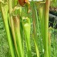 Sarracenia (Pitcher Plants)