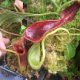 Nepenthes Highland