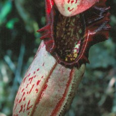 Nepenthes (Tropical Pitcher Plants) (76)
