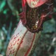 Nepenthes (Tropical Pitcher Plants)