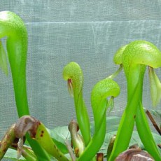 Darlingtonia (Cobra Lily) (1)