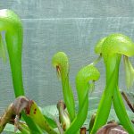 A green snake-like plant, the carnivorous Cobra Lily.